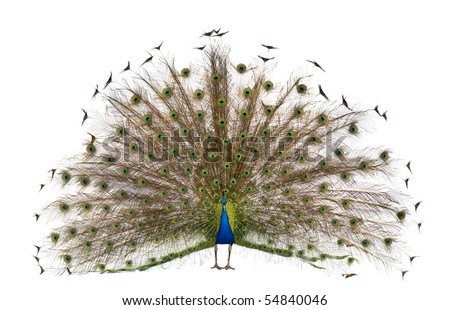 Front view of Male Indian Peafowl displaying tail feathers in front of white background Royalty-Free Stock Photo #54840046