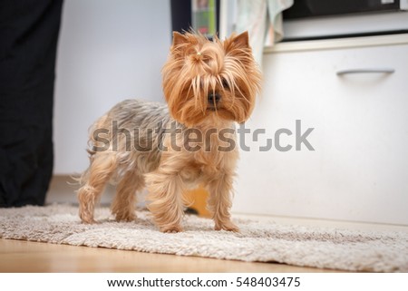 Yorkshire Terrier, sitting and looking at camera.