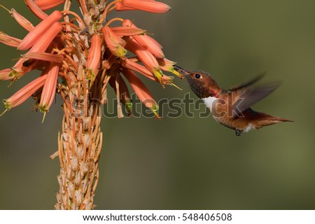 Beautiful male Allen's hummingbird feeding on aloe plant flowers. Photo taken in Southern California.