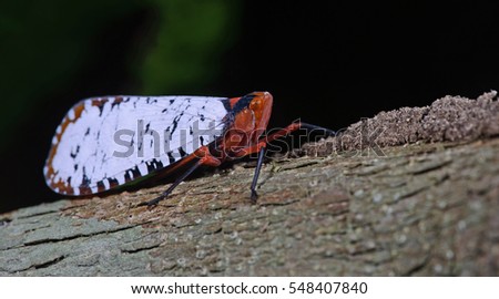 Colorful insect, Cicada or Lanternfly ( Aphaena sp. ) insect on tree in nature
