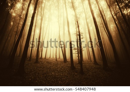 Autumn forest background. Woods in fog with colorful sunset light, mysterious fall landscape