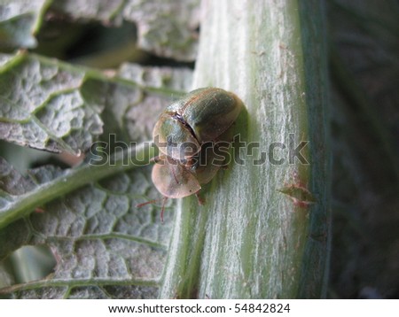 Mating Bedbug