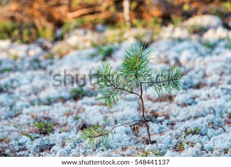 Small northern pine growing through the moss.