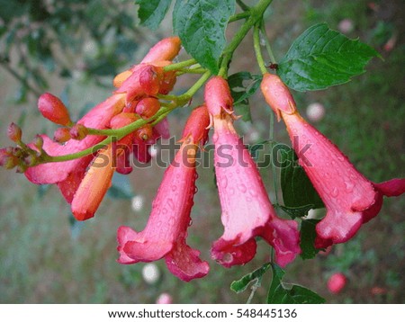 Pink flower with earwig