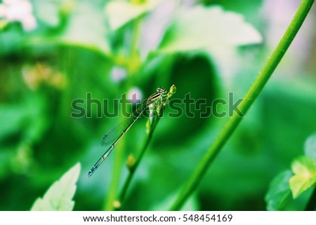 Macro picture of dragonfly on the leave. Dragonfly in the nature. Dragonfly in the nature habitat.