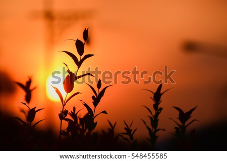 Silhouette Leaves on Sunset background.