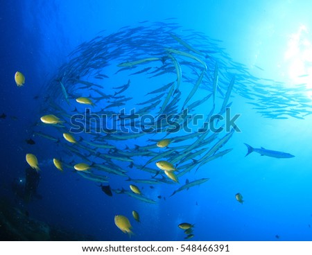 Barracuda fish school