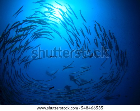 Barracuda fish and scuba divers