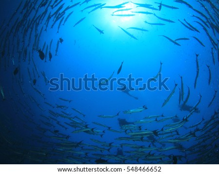 Barracuda fish and scuba divers