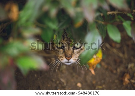 hiding wildlife predator, wild cat hide and look ready for attack