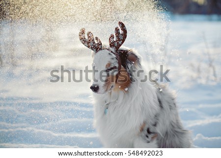 Australian Shepherd dog in the snow. Deer antlers on a dog. 