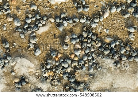 Shells on the riverside in winter time. Macro shot.