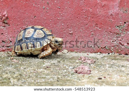 Leopard tortoise walking slowly and sunbathe on ground with his protective shell ,cute animal pictures make you smile                               