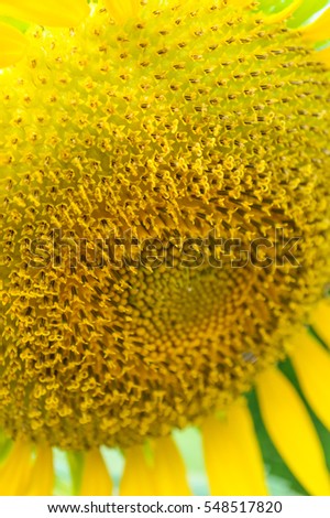 Macro pollen of Sunflower.