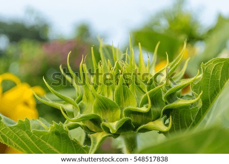 Close up Sun flower bud