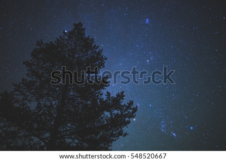Pine tree under star light. Long exposure of night sky near tree in the wilderness.