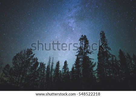 Forest trees under Milky Way in night sky.