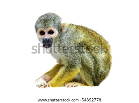 Squirrel monkey on the white background