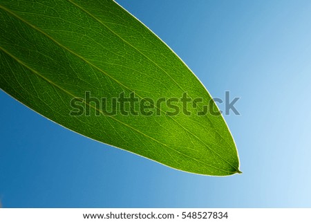 Abstract single green leaf on blue sky background