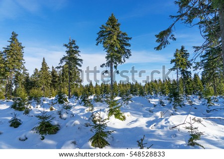 Beautiful winter landscape with fir trees - winter wonderland