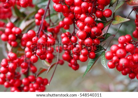 Nandina branch and bright red fruit in Japan