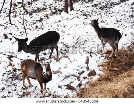 deer in a snowy forest
