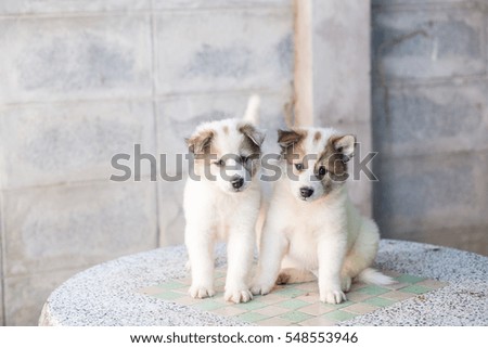 Beautiful cute Thai Bang Kaew puppy on the marble table.