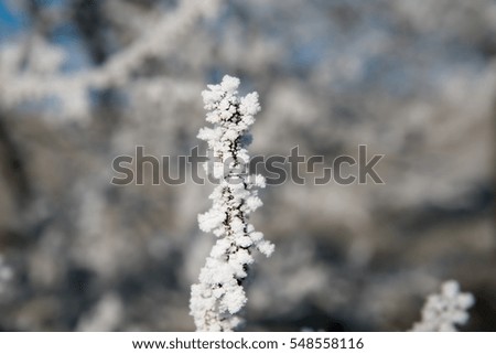 Whit frozen twigs from a cherry tree. Picture taken in the Rosalia Region in Burgenland in Austria.