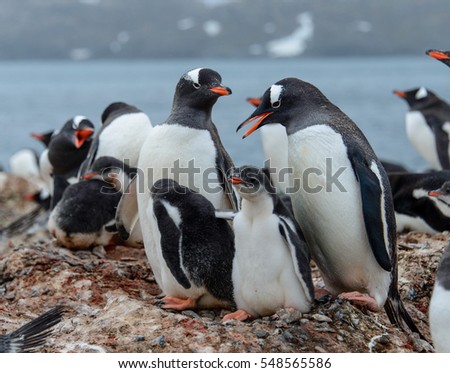 Gentoo penguine with chicks in the nest