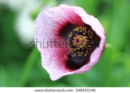 Poppy blooming on field. Wild poppies flowers. Poppies in nature. Spring and summer flowers. Poppy flowers. Green,Blue Sky.