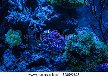 Reef tank, marine aquarium. Gorgonaria Euplexaura, Sea Fan. Clavularia. Zoanthus.Blue aquarium full of plants. Entacmaea quadricolor (Bubble tip anemone, Corn anemone). Night view.