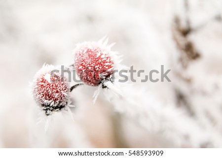 A detail picture of the frozen branch with briers. 