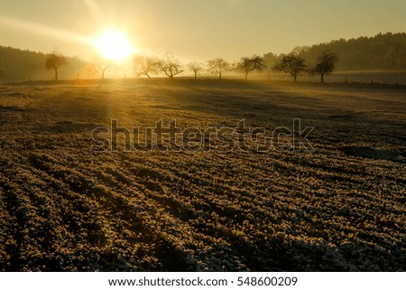 A picture from the late afternoon on the frozen field. The sun is going down behind the trees. 