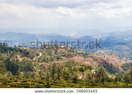 Hills of Sri Lanka. Vegetable gardens in the mountains between Nuwara Elia and Kandy.