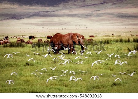 African elephant and birds in the Ngorongoro crater in the background of mountains.