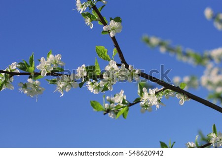 Blooming apple tree branch in the spring garden. Bright sunny day.