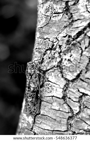 Photo of insect-cicada on old tree, Italy