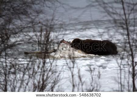 Brown bear awoke from hibernation, then killed young elk on lake ice, part ate buried in snow bulk and sleeping on carcass as pillow-predator guarding his kill, unique picture