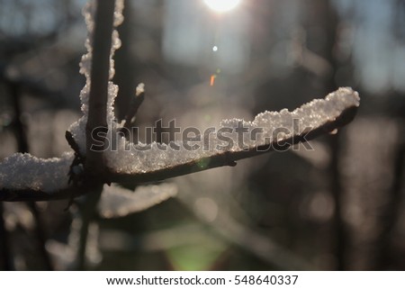 Melting snow, freshly invading snow on a tree twig.