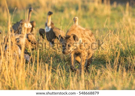 Hyena and vultures