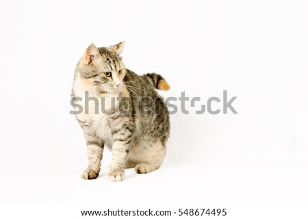 pedigreed shorthair spotted cat sits. isolated