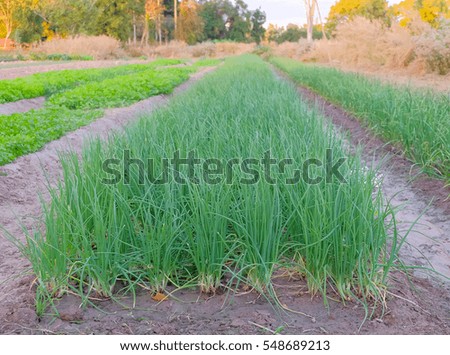 a front selective focus picture of onions garden at agriculture farm in Thailand 