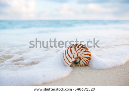 nautilus sea shell on golden sand beach with waves in  soft sunset light, shallow dof Royalty-Free Stock Photo #548691529