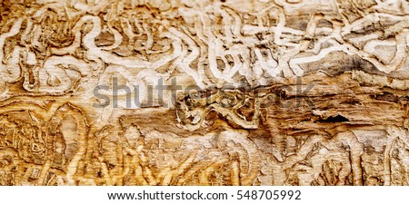 Side view of a decomposed piece of wood from tree trunk. Aged wooden texture background. 