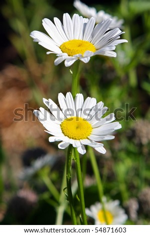 Daisy Ox-eyed Flower - Chrysanthemum leucanthemum