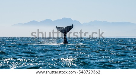 Seascape with Whale tail. The humpback whale (Megaptera novaeangliae) tail
 dripping with water in False Bay off the Southern Africa Coast.   
      Royalty-Free Stock Photo #548729362