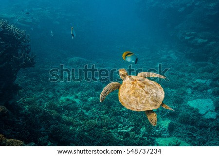 Green Sea Turtle and fish swimming over a coral reef Royalty-Free Stock Photo #548737234
