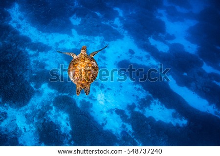 A Green Sea Turtle swimming over coral reef in beautiful blue water Royalty-Free Stock Photo #548737240