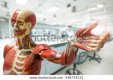 Anatomy model on laboratory background Royalty-Free Stock Photo #548754121