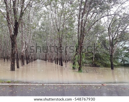 water flood in rubber plantation
